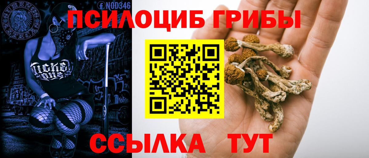 где купить   Галлюциногенные грибы Cubensis  Вход с VPN  Великий Устюг 